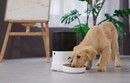 Dogness Automatic Pet Feeder