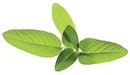 Click And Grow Smart Garden Refill 3-pack - Salvia