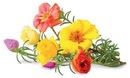 Click And Grow Smart Garden Refill Blommor 3-pack