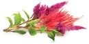 Click And Grow Smart Garden Refill Blommor 3-pack