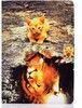 Trolsk Kitten to Lion Case (iPad 10,9(2022))