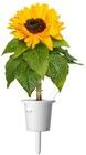 Click And Grow Smart Garden Refill Blommor 3-pack