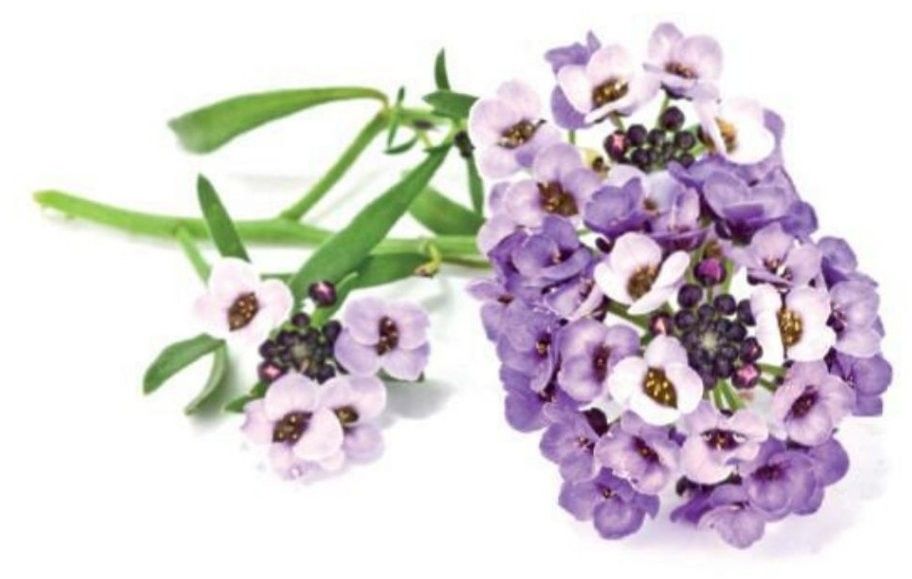 Click And Grow Smart Garden Refill Blommor 3-pack - Plymört